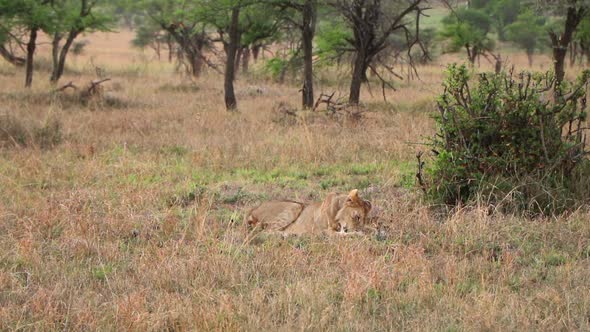 A Lioness Licking Her Paws While Laying Down Next to a Bush in Serengeti National Park