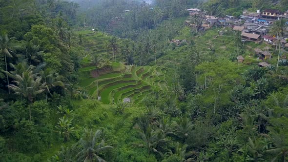 Aerial View Above of Bali Landscapes with Terraces Rice Field.