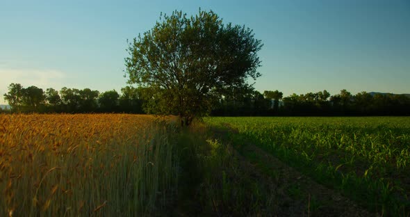 Tree on green field