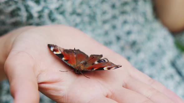 Butterfly Sitting on the Women Hands