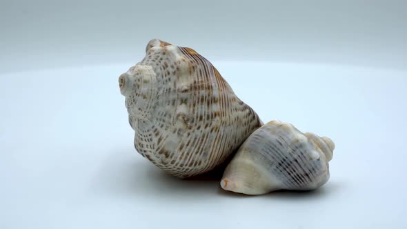 Rapana sea shells on a white background