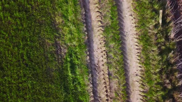 Endless Rows of Crop on a Farmland Aerial Drone Shot