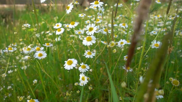 Daisy Flower In Nature 9