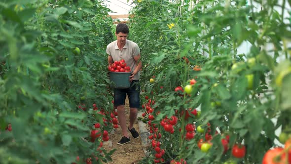Farmer Carries Full Bucket of Tomatoes in Greenhouse
