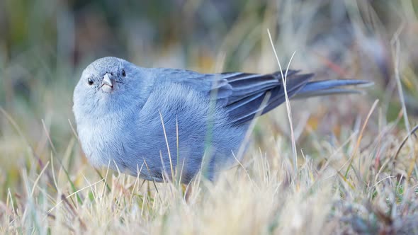 Close-up view of a  Plumbeous Sierra-Finch (Geospizopsis unicolor) feeding on seeds. Natural habitat