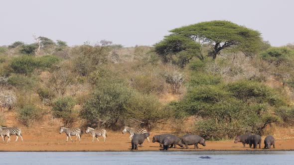 Hippos And Plains Zebras - Kruger National Park