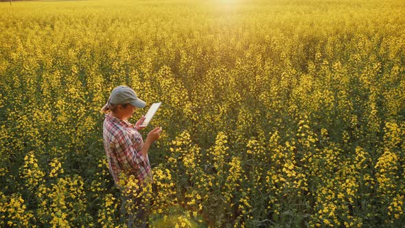 Woman Agronomist Uses Digital Tablet in Rapeseed Field