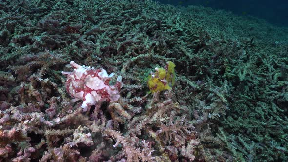 Two warty Frogfish (Antennarius macuatus) mating on coral reef in the Philippines