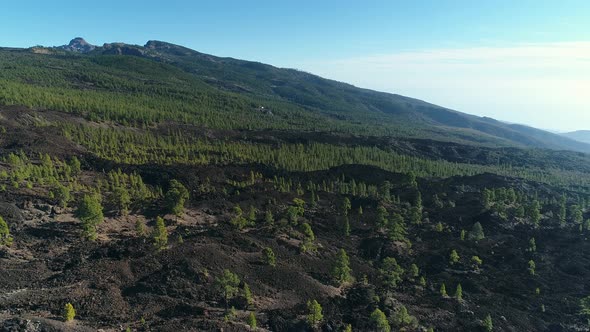 Canaries Pine Forest 