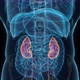 Male kidney 3d hologram. 4k Clouse-up - VideoHive Item for Sale