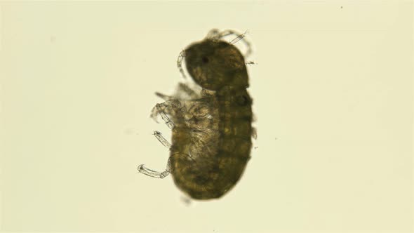 Black Sea Zooplankton Under a Microscope, Ampithoidae Family, Species Biancolina Algicola