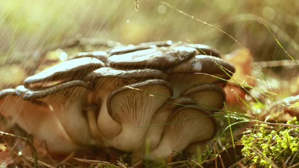 Pleurotus Mushroom In a Sunny Forest in the Rain.