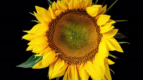 Yellow Sunflower Head Blooming in Time Lapse. Opening Big Flower on a Black Background from Bud