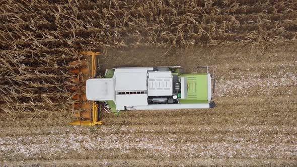Harvester harvests corn. Collect corn cobs with the help of a combine harvester
