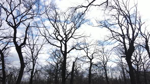 Forest with Trees Without Leaves During the Day