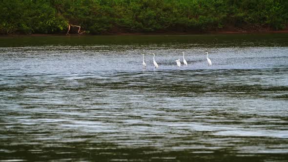 Great White Heron (aka Common Egret, ardea alba) in a River on Border of Nicaragua and Costa Rica, S