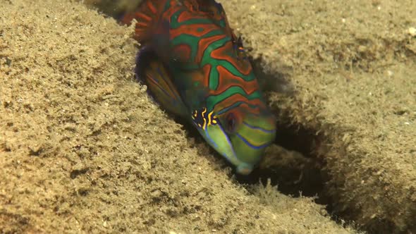 Mandarin fish swimming over sandy rock bottom in Palau Islands