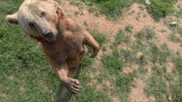 A Bear Stands Up As Rises To Drone Camera