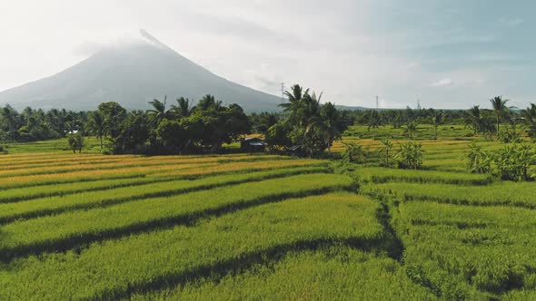 Rice Terrace Fields at Volcano Eruption Aerial Closeup
