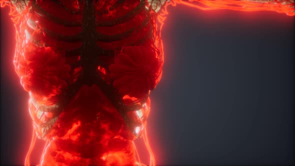 Colorful Human Body Animation Showing Bones and Organs