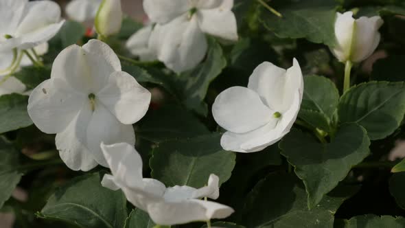 Petals and leaves of Impatiens  flower 4K 2160p 30fps UltraHD footage - Close-up of white garden jew