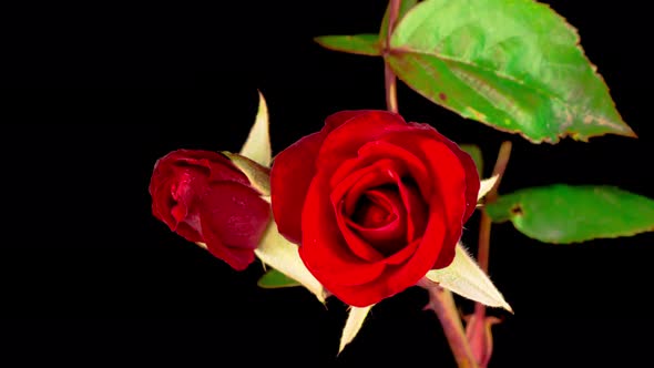 Time Lapse of Opening Red Rose Flower