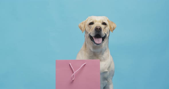 Cute Labrador Sitting Near Pink Shopping Bag, Blue Studio Background