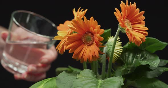 Hand watering orange gerberas