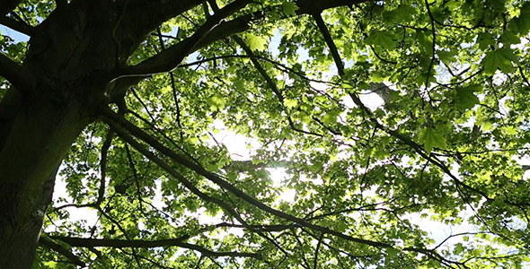 Tree and Sun