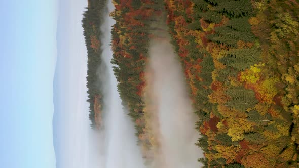 Vertical: beautiful autumnal forest rising above low mist clouds, aerial shot