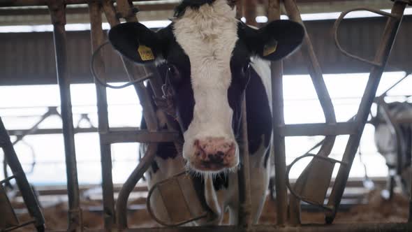 Cow Chews Food and Then Licks Its Nostrils with Tongue Closeup Black and White Animal with Ear Tags