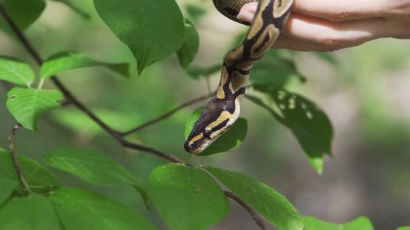 The Snake is Crawling Among the Green Leaves