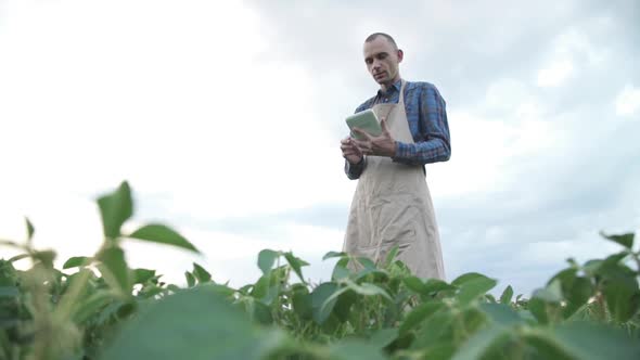 Male Farmer Agronomist Examining Soybean Plants in Cultivated Field