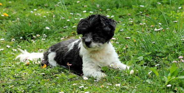 Cute Dog On The Grass