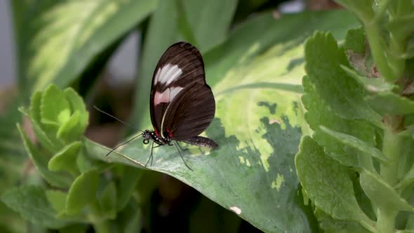 Butterfly on Leaf, Macro Slow Motion Shot With Blur Background	