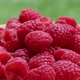 Fresh Raspberry rotation - VideoHive Item for Sale