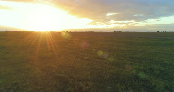 Flight Above Rural Summer Landscape with Endless Yellow Field at Sunny Summer Evening