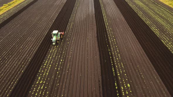 Tractor Cultivates the Land in the Field.