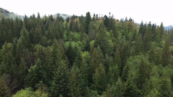 Ukraine, Carpathian Mountains: Beautiful Mountain Forest Landscape. Aerial