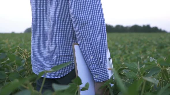 Agronomist Inspecting Soya Bean Crops Growing in the Farm Field