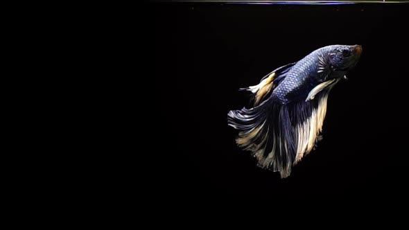 Vibrant and colourful Siamese fighting fish Betta splendens, also known as Thai Fighting Fish or bet