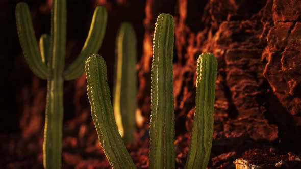 Cactus in the Arizona Desert Near Red Rock Stones