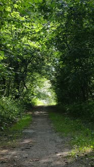 Vertical Video of a Natural Landscape During the Day in the Forest in Summer