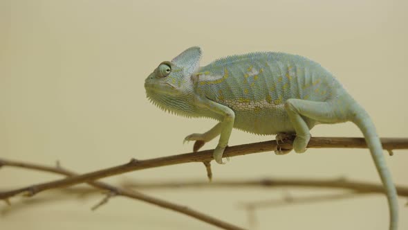 Colorful Chameleon Sits on Branch and Looks Around in Close Up on Beige Background