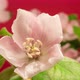 Quince Blossom on Red Timelapse - VideoHive Item for Sale
