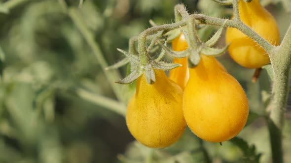 Cluster of  pear shape vegetable on vines 4K 2160p 30fps UltraHD footage - Close-up of yellow open-p