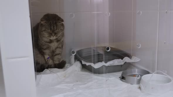 The Cat Recovers After Surgery in a Veterinary Clinic Locked in a Cage