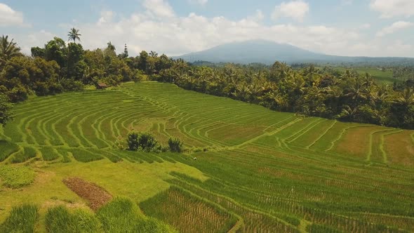 Terrace Rice Fields BaliIndonesia