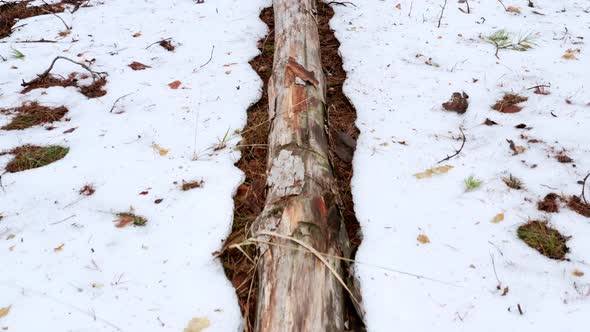 Fallen Dry Tree Without Bark Lies in the Spring Forest  Pull in Shot