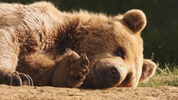 Brown Bear Sleeps on Ground